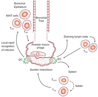 Trying to See the Forest through the Trees: Deciphering the Nature of Memory Immunity to Mycobacterium tuberculosis